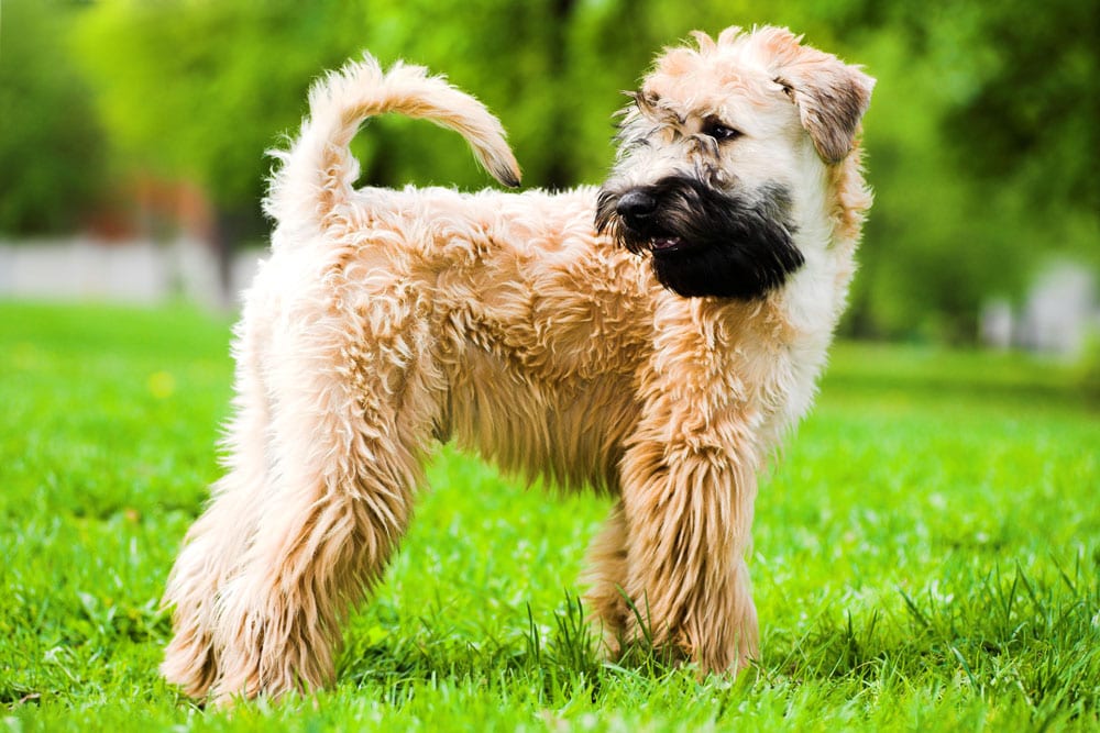 Soft-coated wheaton terrier