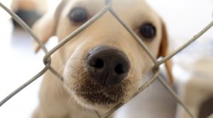 Why adopt a shelter dog