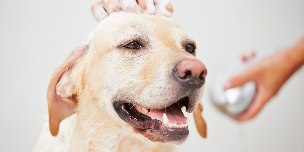 Labrador bathing