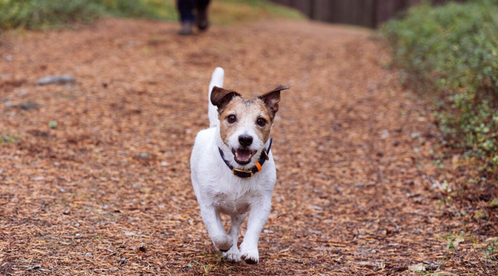 Dog owners tend to have more active lifestyles