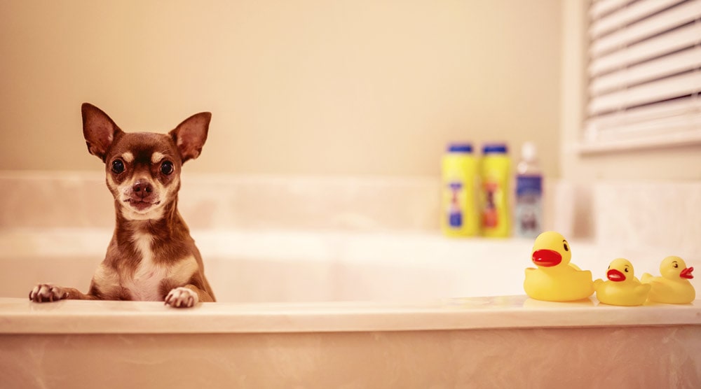 A guide to bathing a short-haired dog
