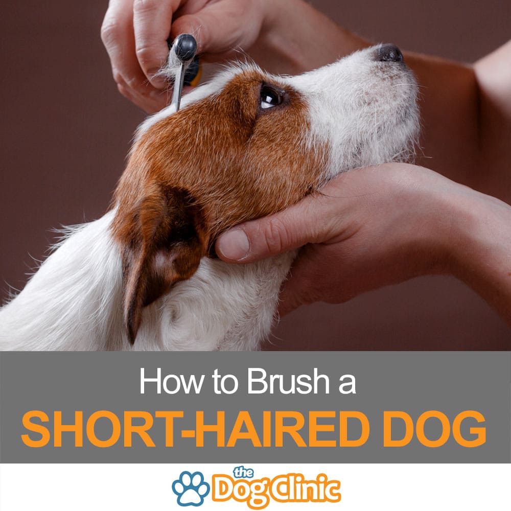 How To Brush A Short Haired Dog To Maintain A Healthy Coat