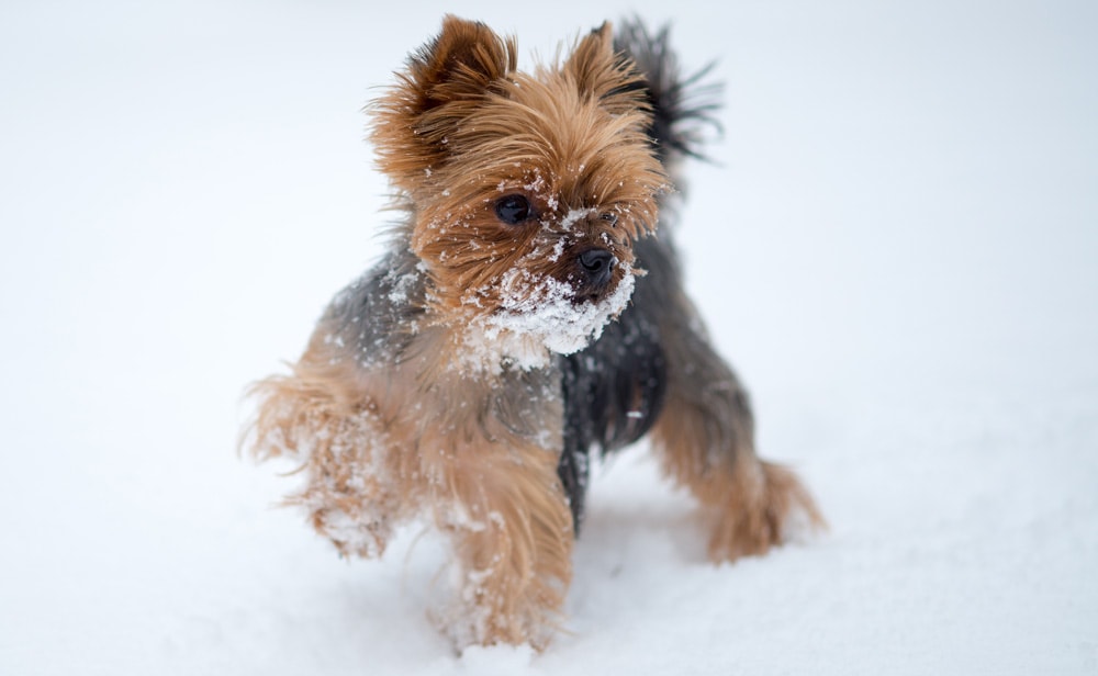 A dog running in the snow