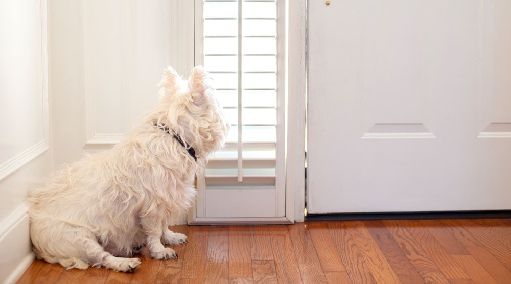 How to stop your dog jumping up and scratching the door