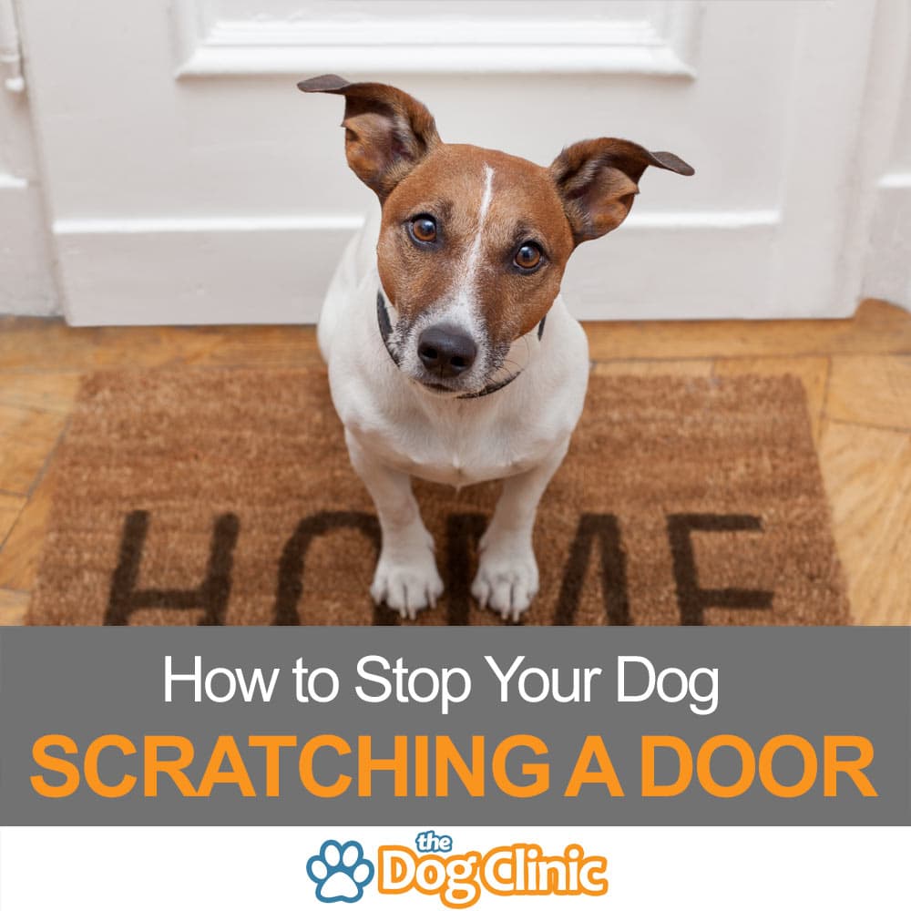 How To Stop A Dog Scratching A Door Using Positive Methods