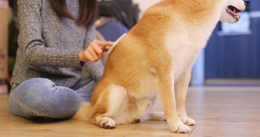 Picture of a woman brushing a dog