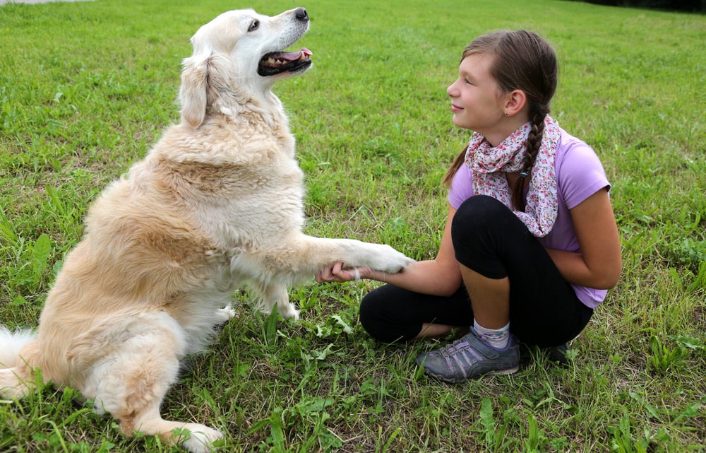 Shaking hands with a dog