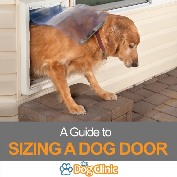 What Size Dog Door Do I Need Including Sizing Chart