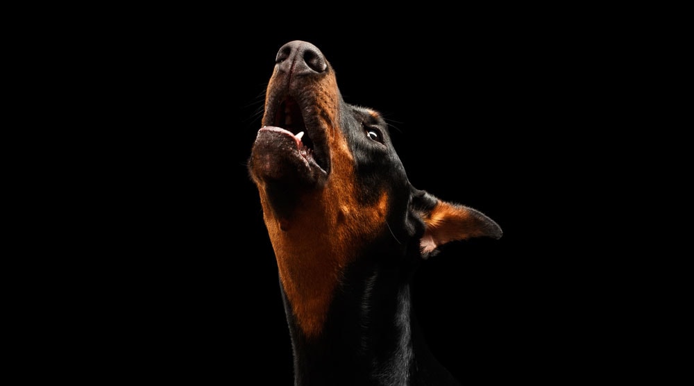 A guide to why dogs howl at night