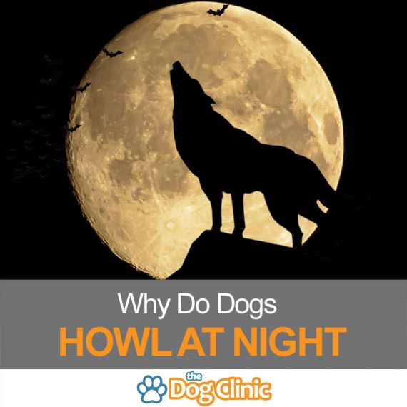 Why Do Dogs Howl At Night Hint It S Probably Not Ghosts