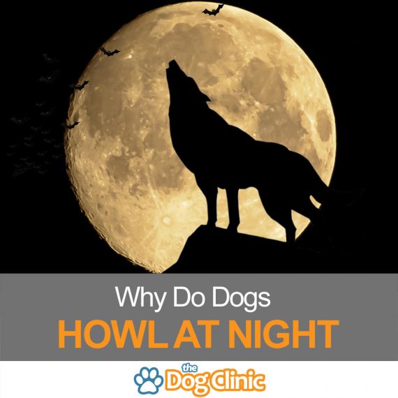 Why do dogs howl at night ghost