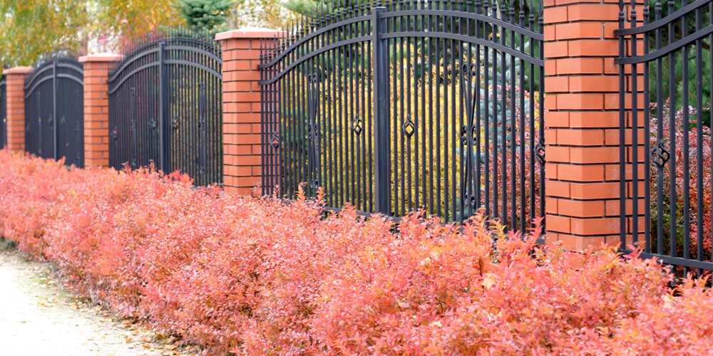 Bushes blocking access to fence