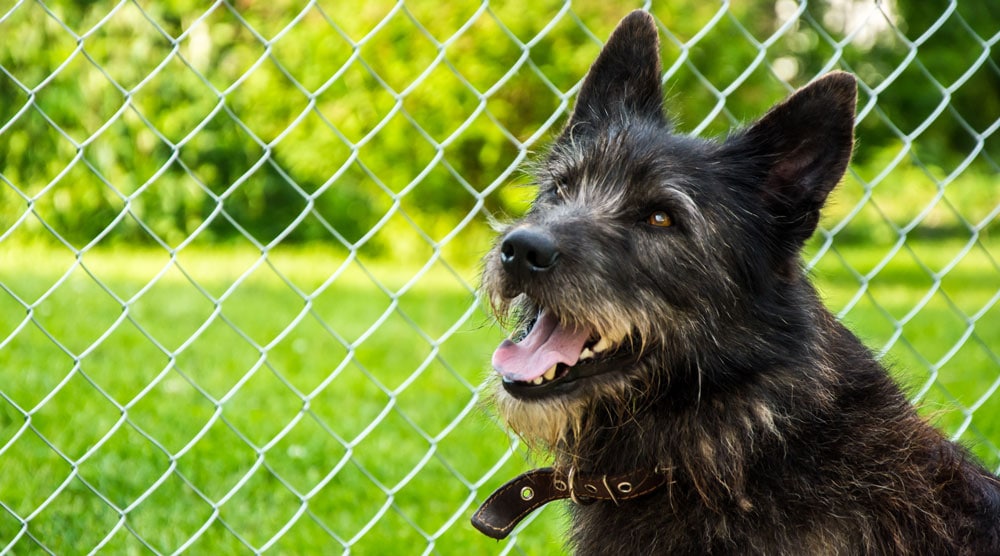 A guide to dog proofing your fence