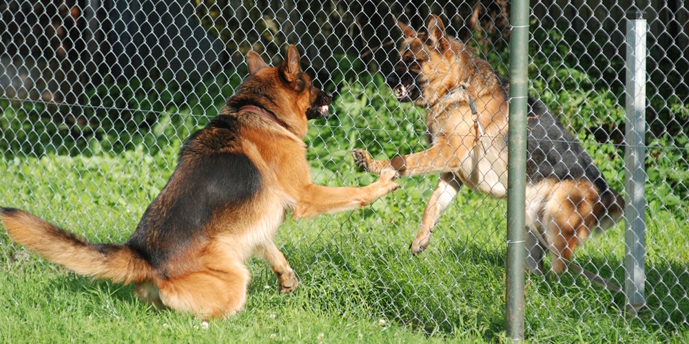 Two dogs fighting