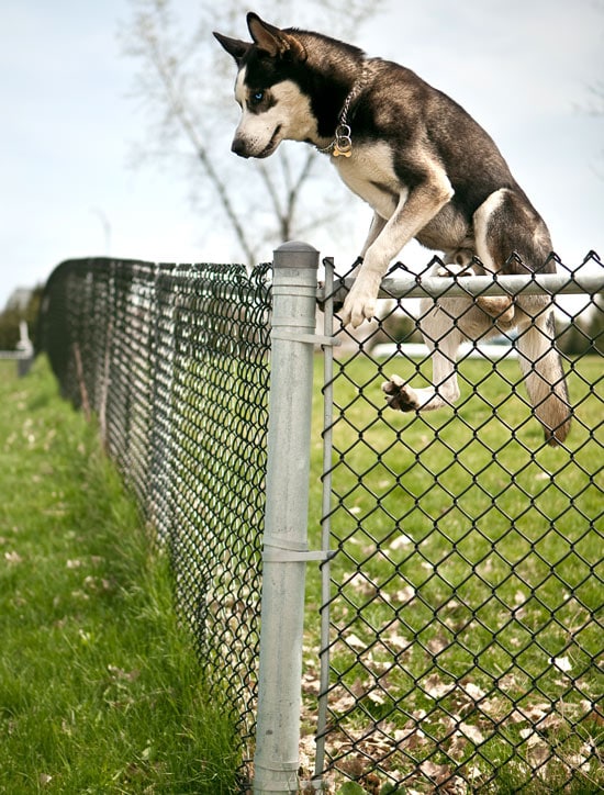 A Siberian Husky jumping a fence