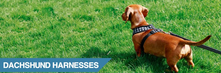 Which is the Best Harness for a Dachshund? (2021)