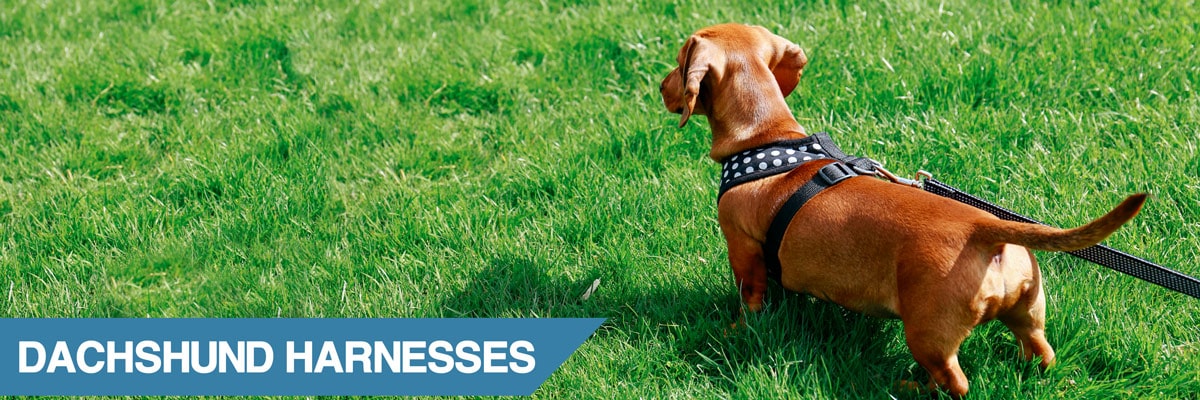 harness for a miniature dachshund