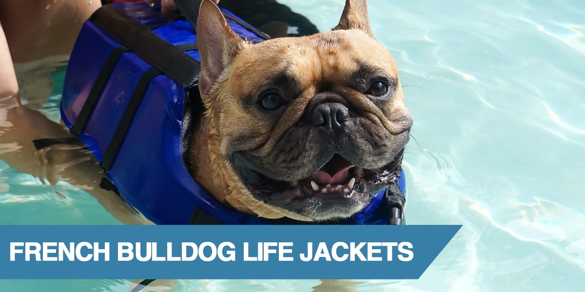 3 French Bulldog Life Jackets To Keep Your Pet Safe 2020