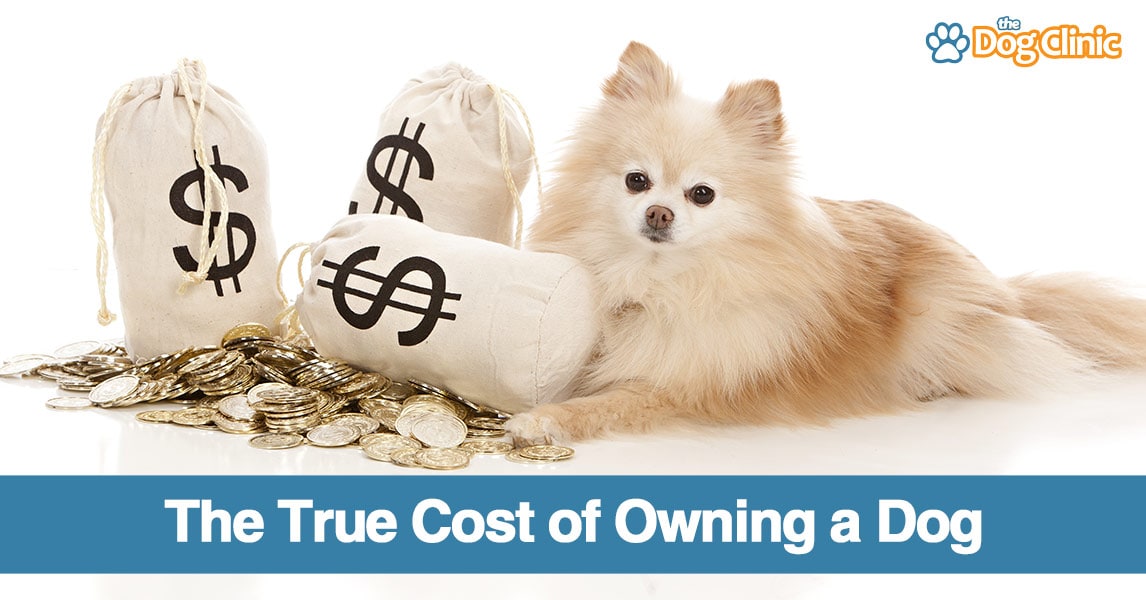cost of maintaining a dog