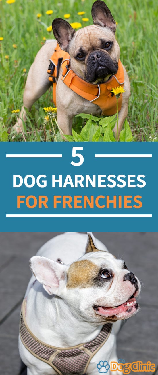 5 Best French Bulldog Harnesses (Updated for 2020)