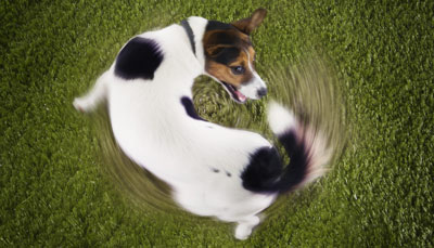 Dog chasing tail