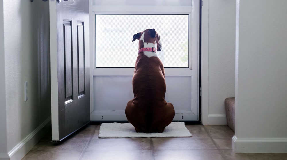 Dog barks at sales doorbell