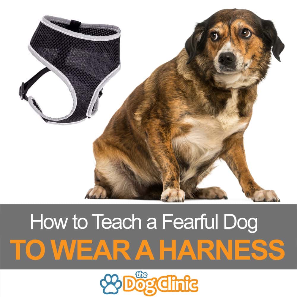 Teach a Fearful Dog to Wear a Harness