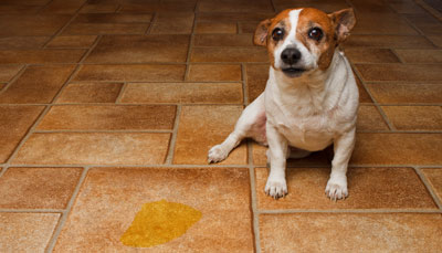 Dog pee in house