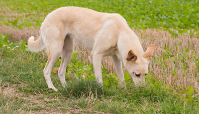 Dog sniffing ground