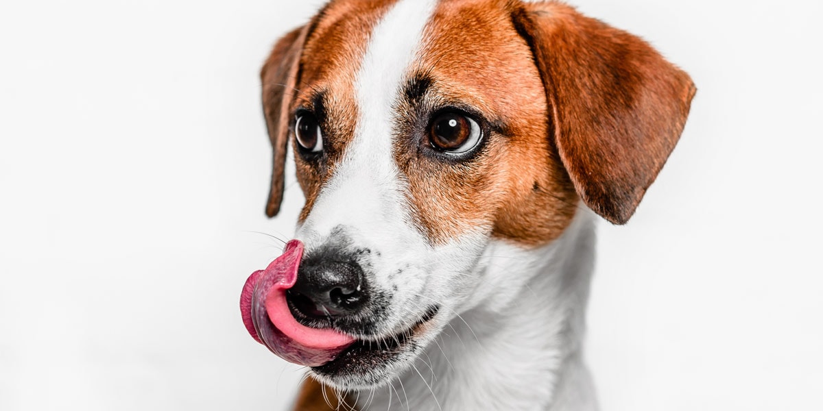 The Complete Guide to Stress in Dogs (And How to Relieve It)