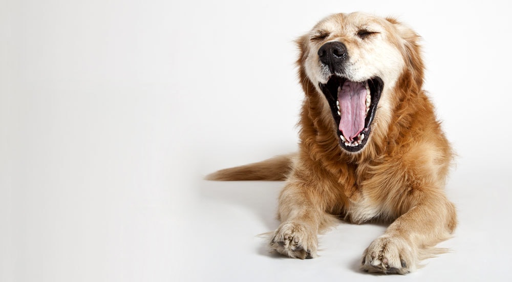 Yawning retriever