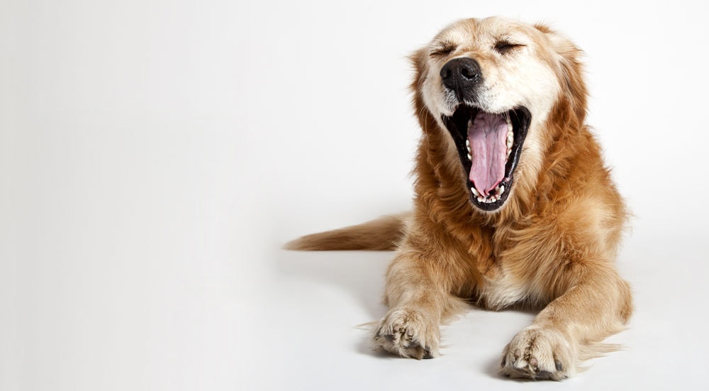 Yawning retriever