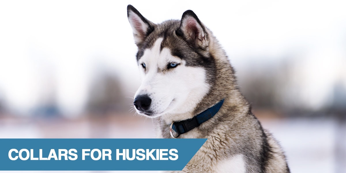 5 Best Collars for Husky Dogs (2020)