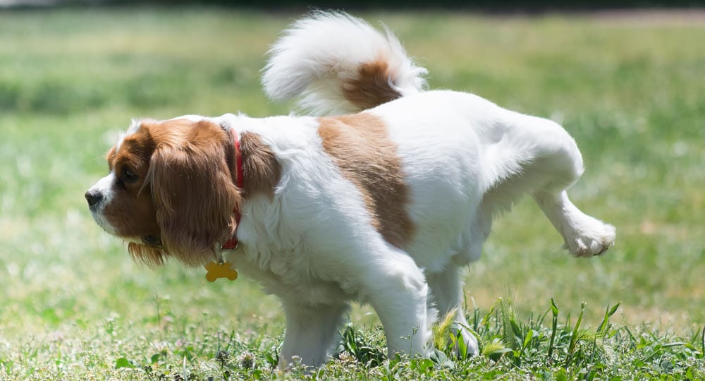 A cavalier peeing