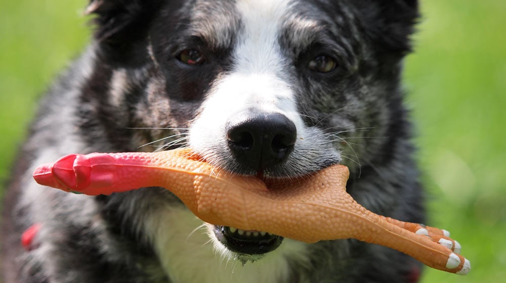 A dog holding a chew toy