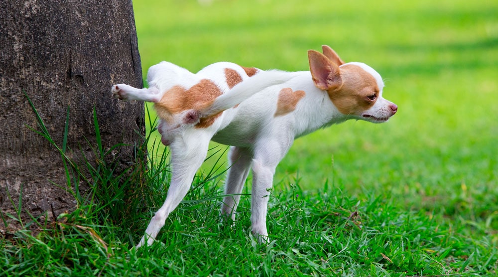 A guide to why a dog's urine might smell like ammonia