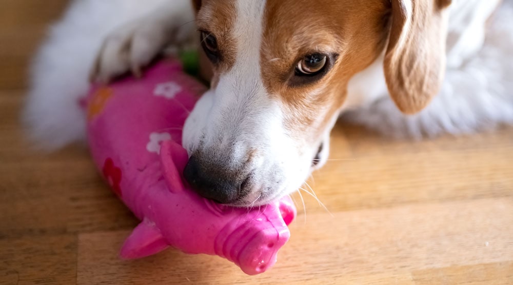 A guide to why dogs love squeaky toys