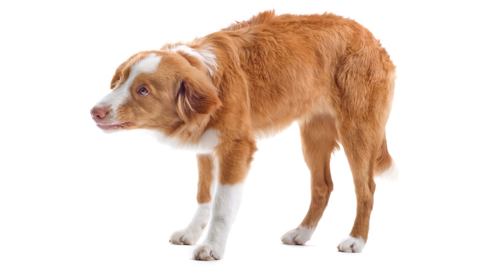 A guide to why your dog's tail might be tucked under his legs