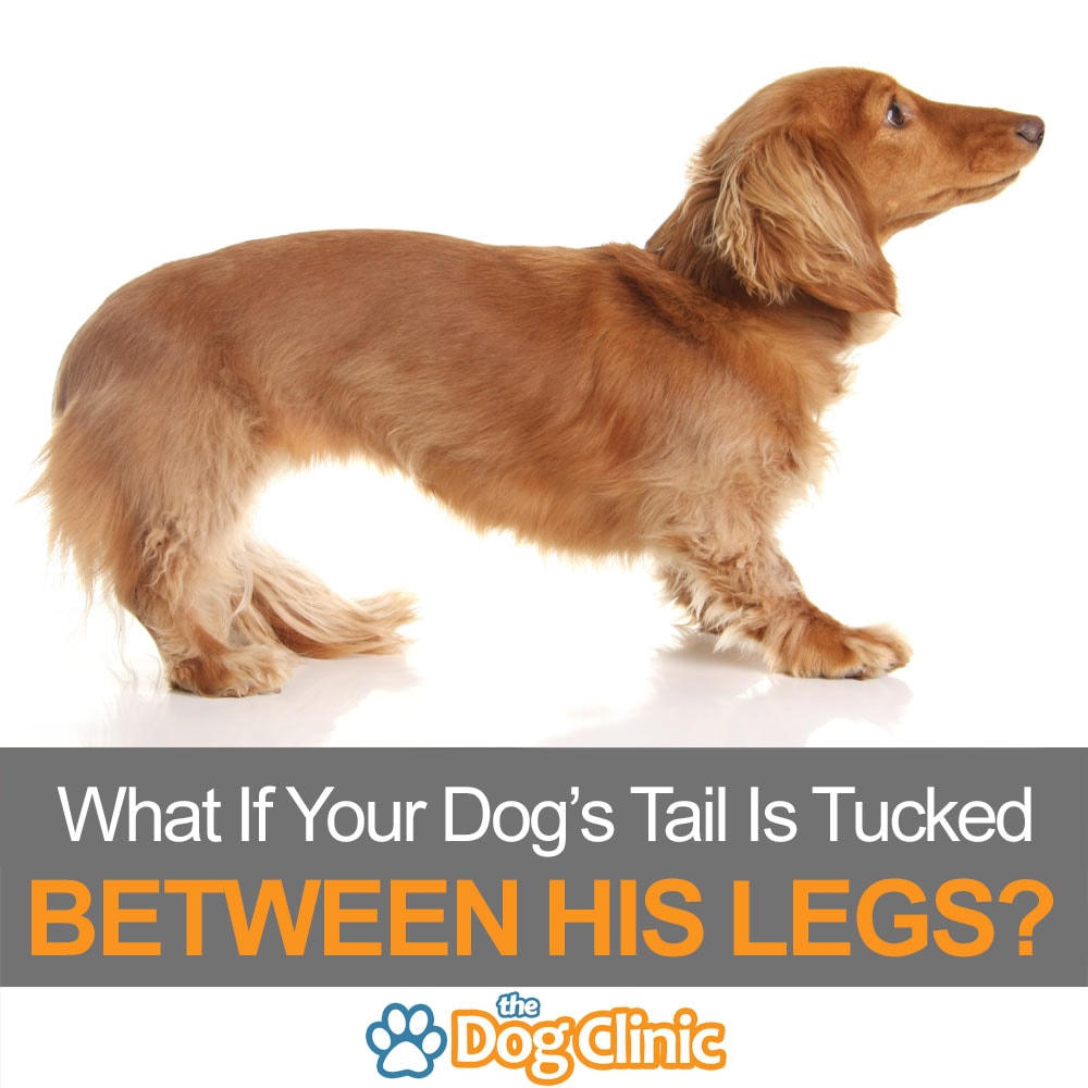 dog-tails-tucked2.jpg