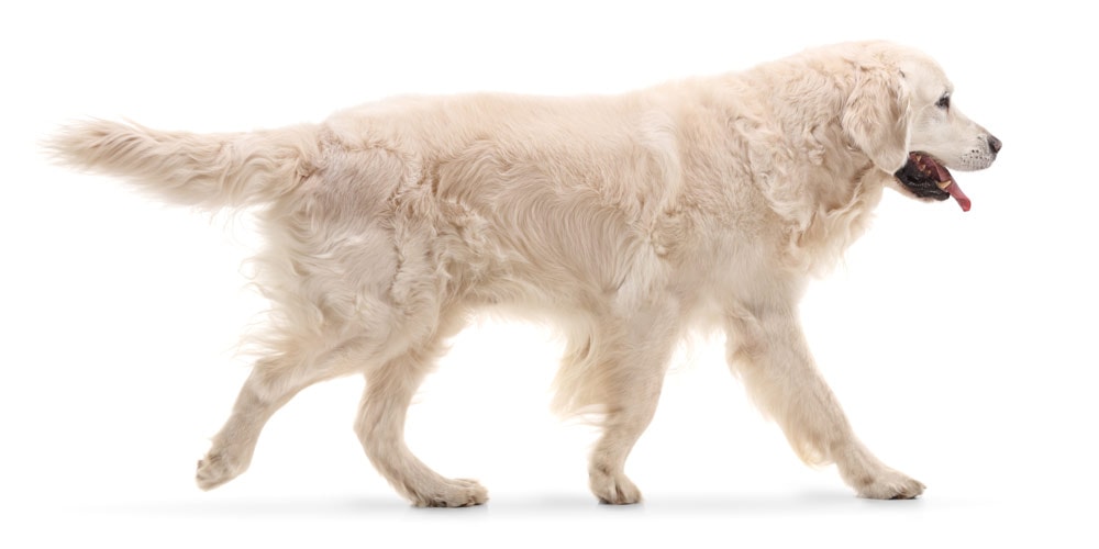 A golden retriever walking