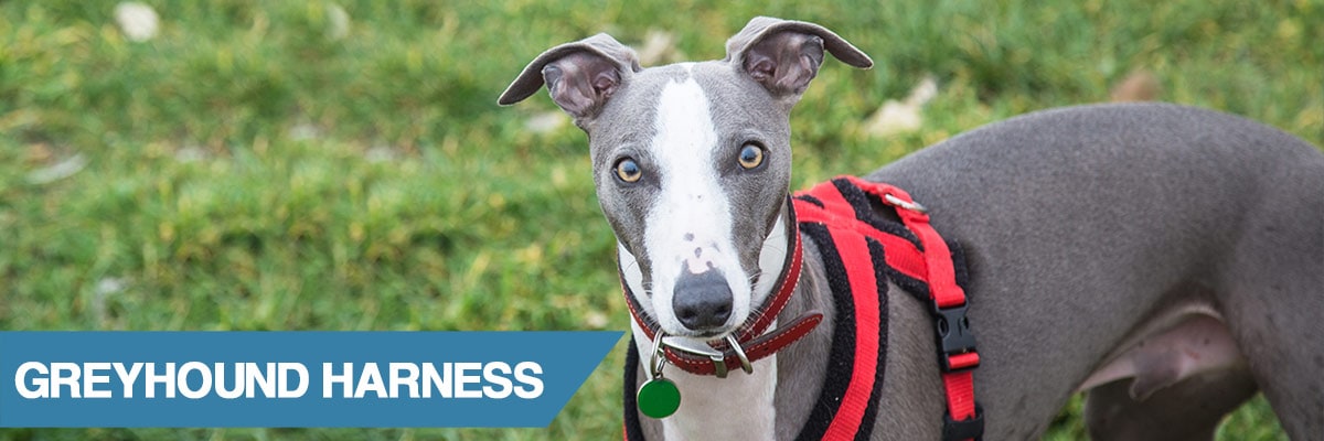 best harness for greyhounds
