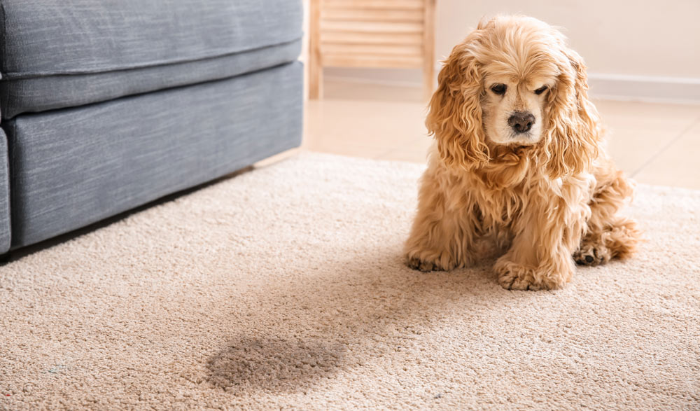 Removing pee odors from the carpet