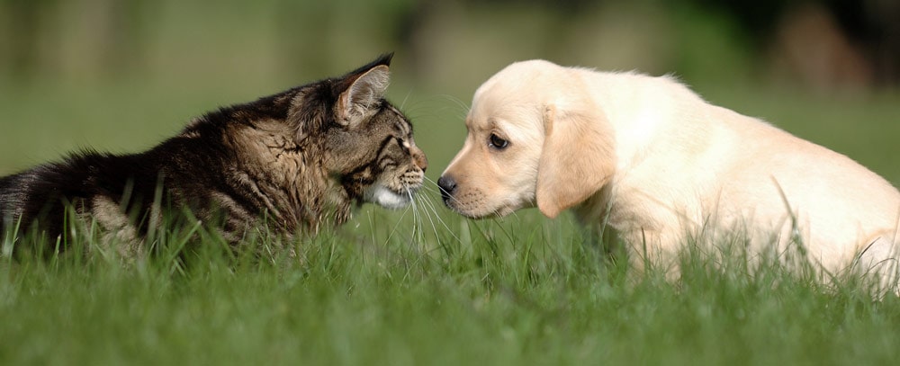 A puppy and a cat