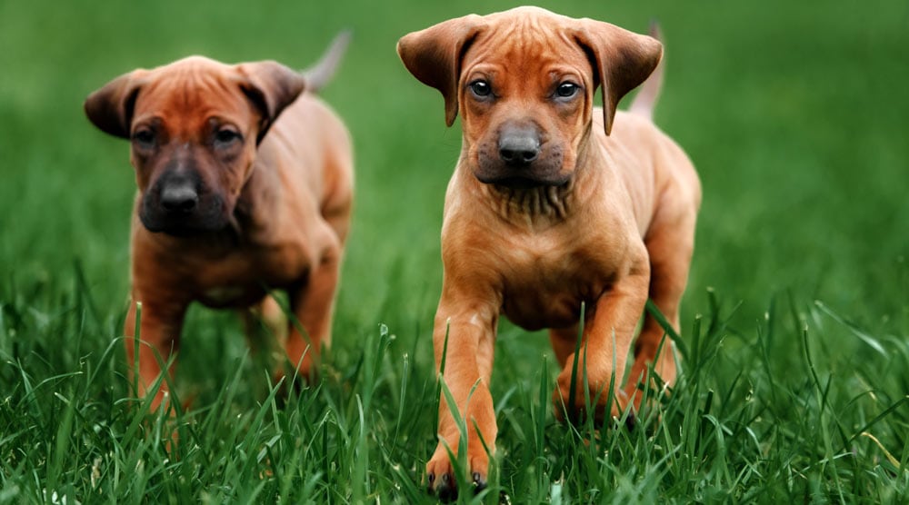 A guide and checklist for puppy socialization