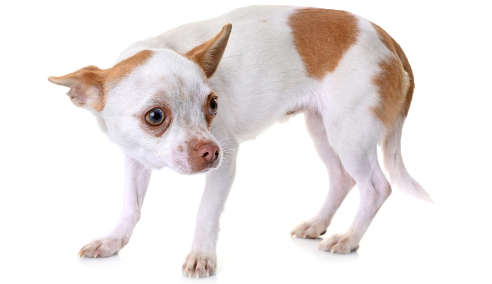A scared chihuahua on a white background