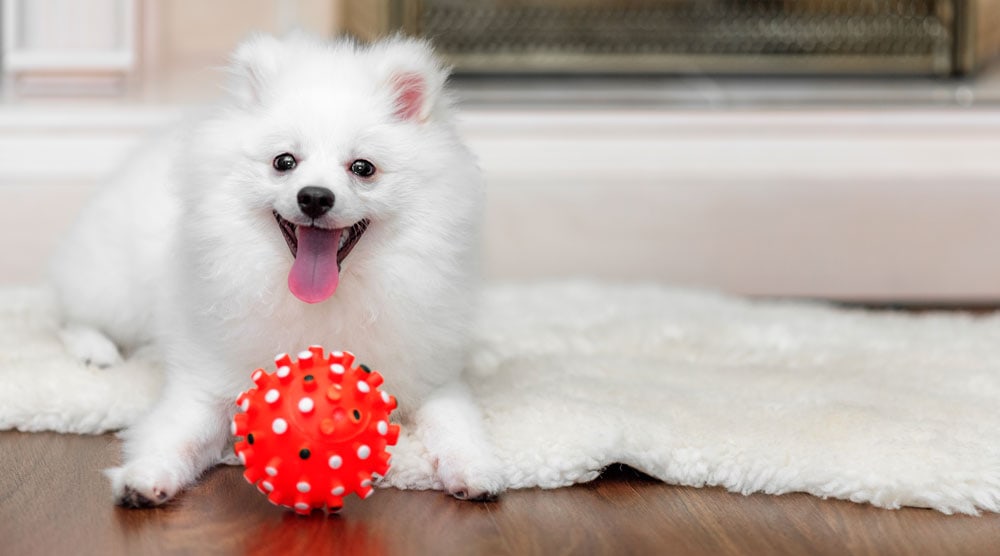 24 of the best indoor activities for dogs