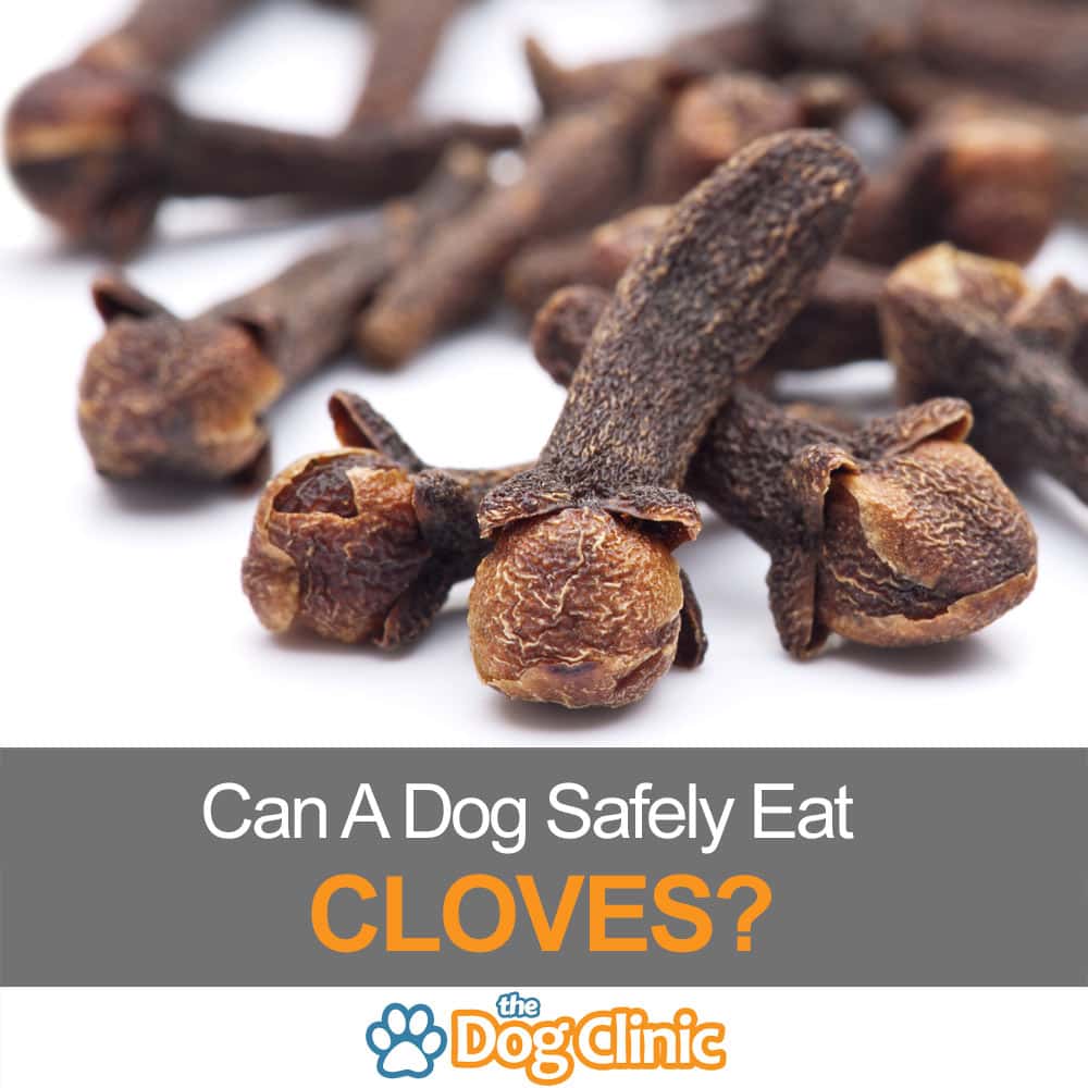 Can Dogs Eat Cloves Or Clove Oil Simple Answer,Types Of Cacti With Flowers