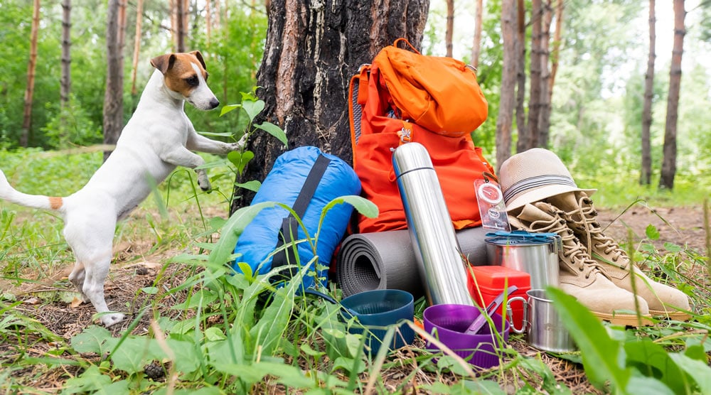 A guide to dog camping gear