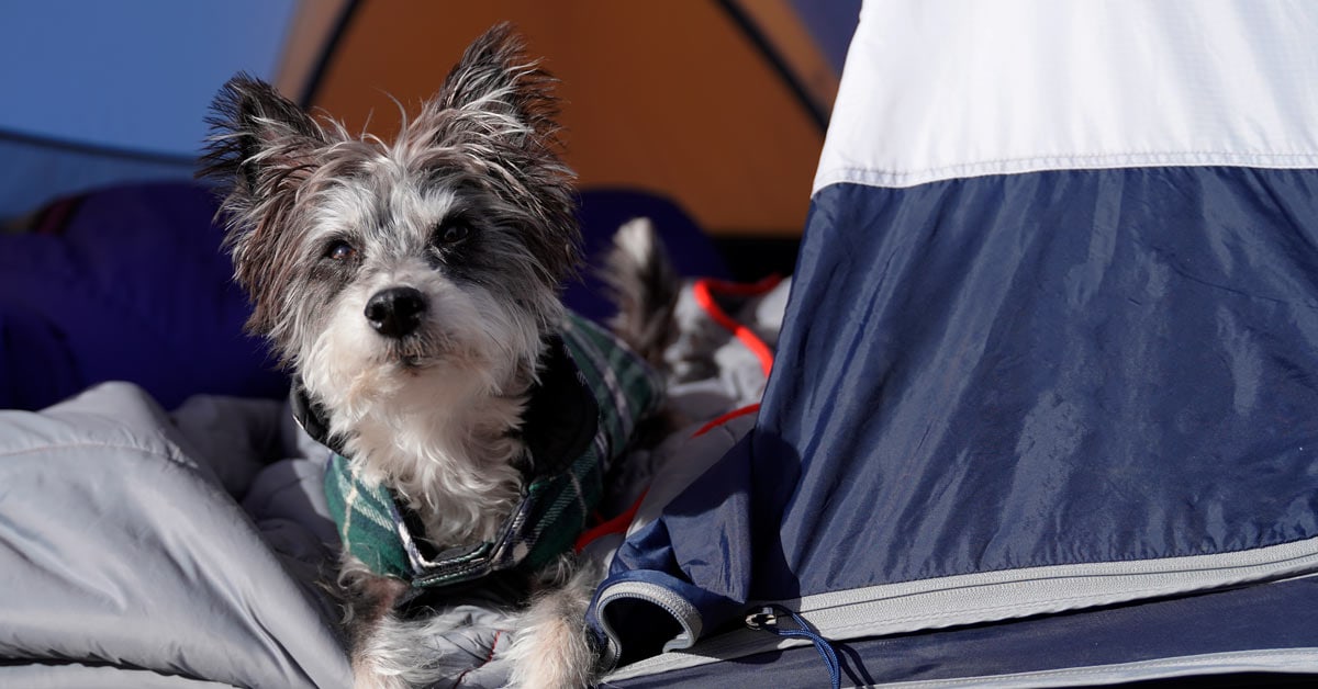 How Do You Keep a Dog Warm When Camping?