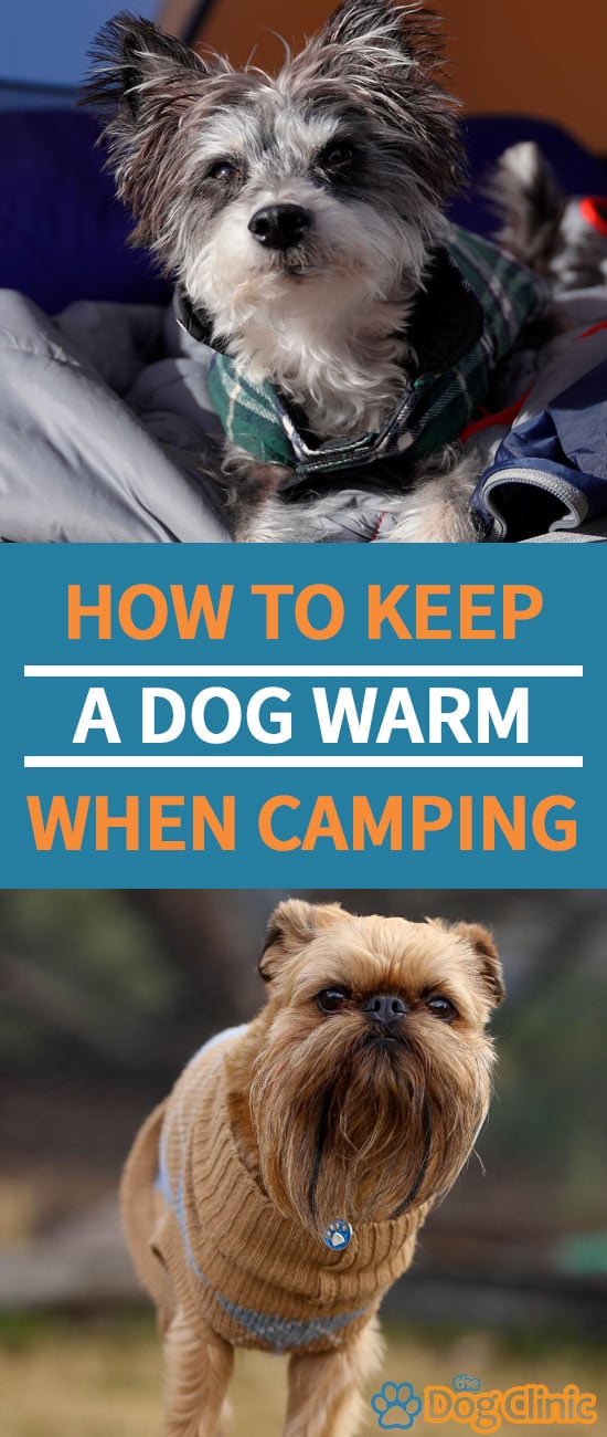 How Do You Keep a Dog Warm When Camping?